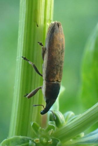 Réf. 208 374 : Lixus juncii